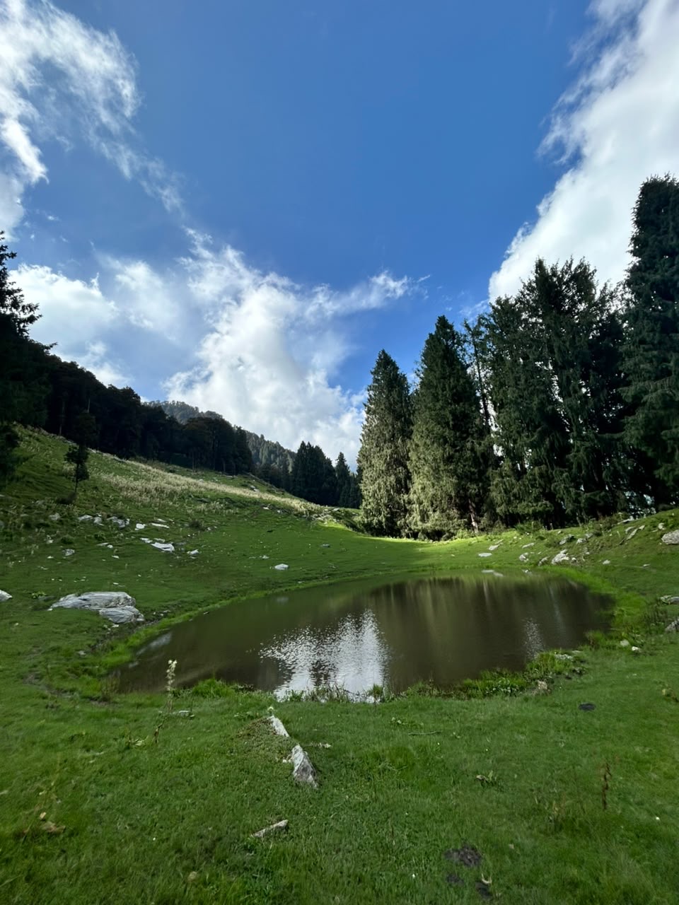 The lake from the side, under a stand of tall firs, with the hillside beyond