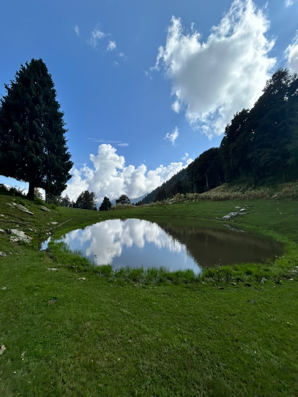 A tall pine beside the lake, with the slope of the meadow rising behind it