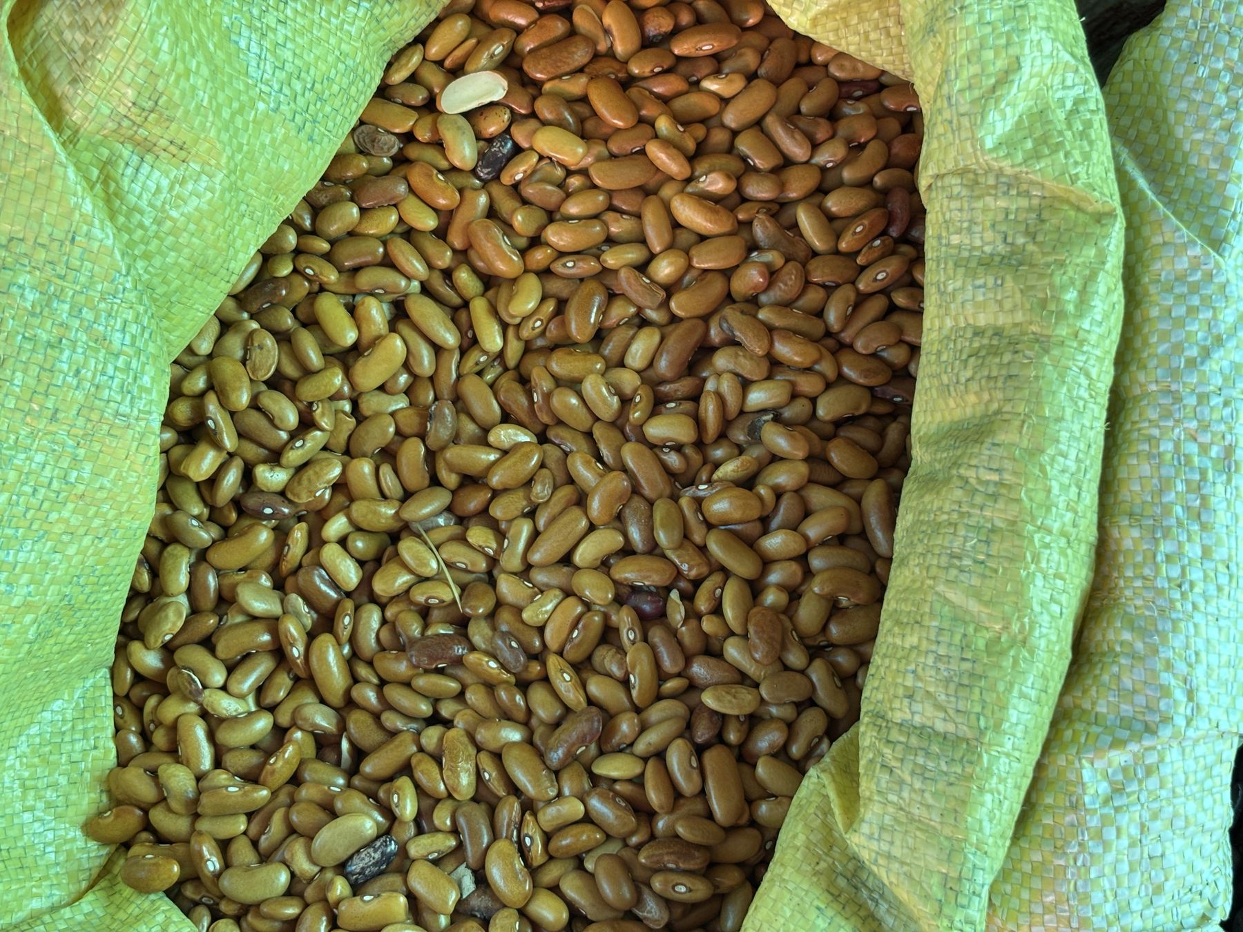 Golden beans in an open sack